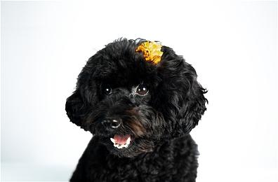 唯一一个公开社交媒体的V社员工表示自己这样太傻了